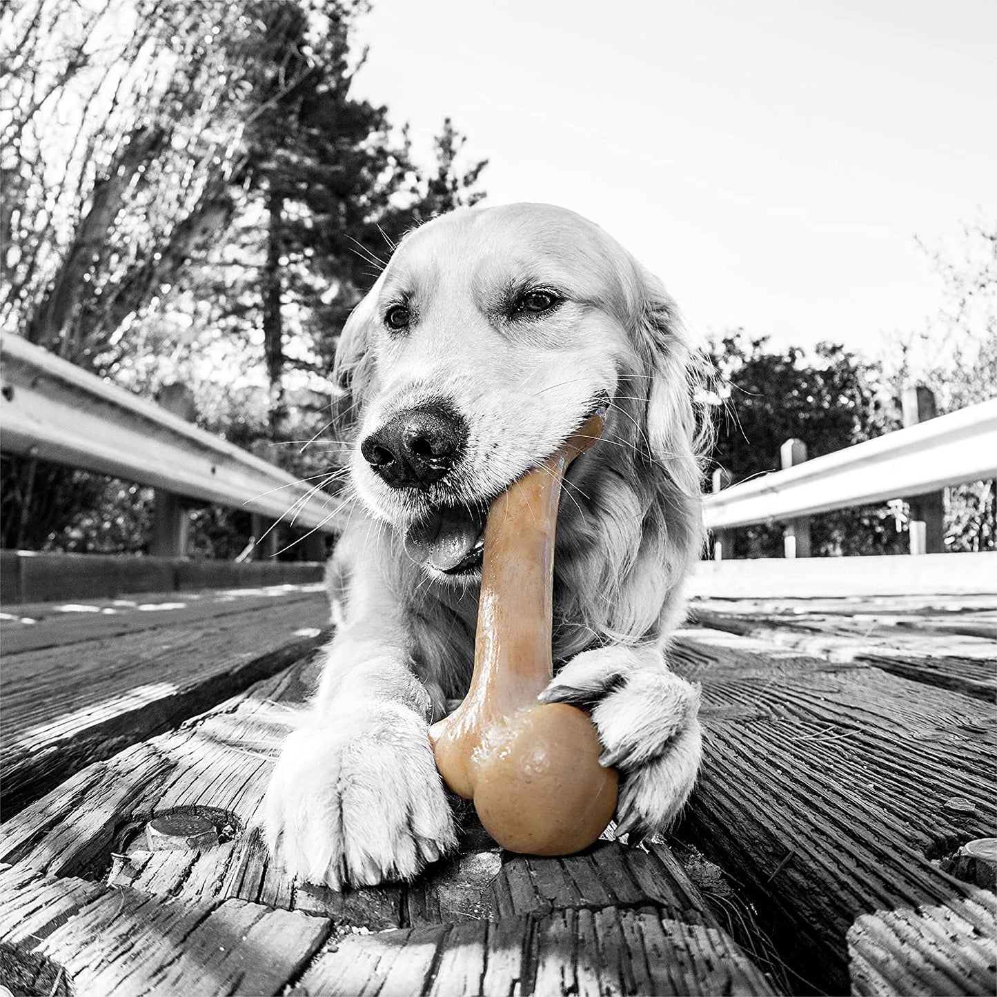 Dinosaur Barkbone Nylon Dog Bone for Aggressive Chewers, Bacon Flavor, 8.5 Inches